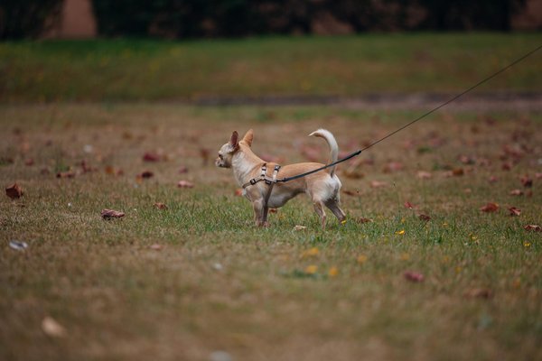 How Do Domestic Cats Impact the Local Ecosystem in the UK?