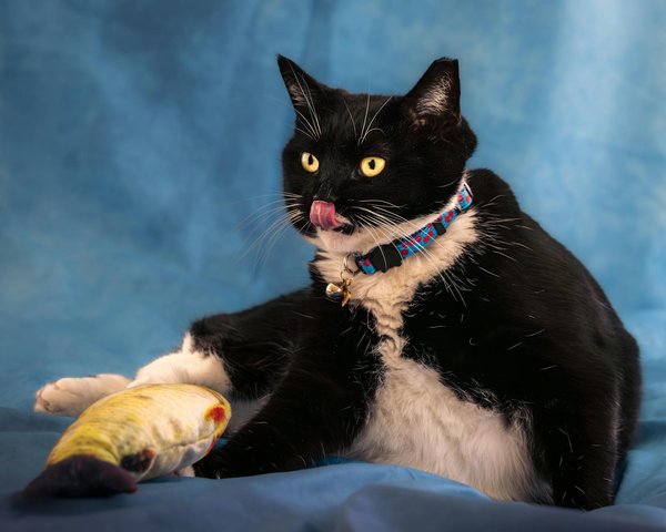 What Are the Most Unusual Native Animals Found in the UK?