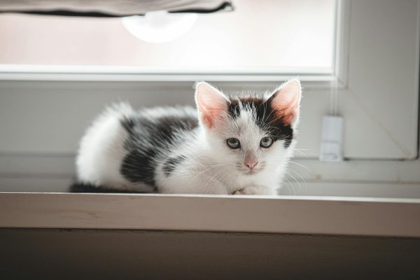 What innovations are aiding UK wildlife conservation efforts?